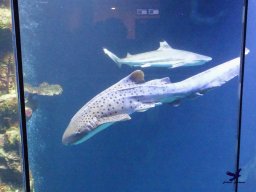 Haus des Meeres 4.02.2026